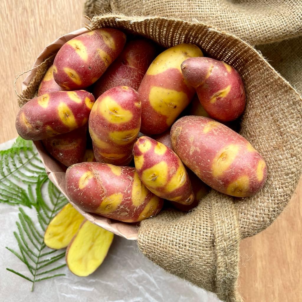 mayan rose seed potatoes Mayan Twilight Potatoes – Spud Sisters
