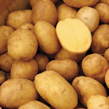 Gippy Gold Potatoes