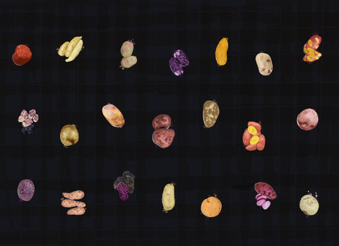 Explore Potato Varieties