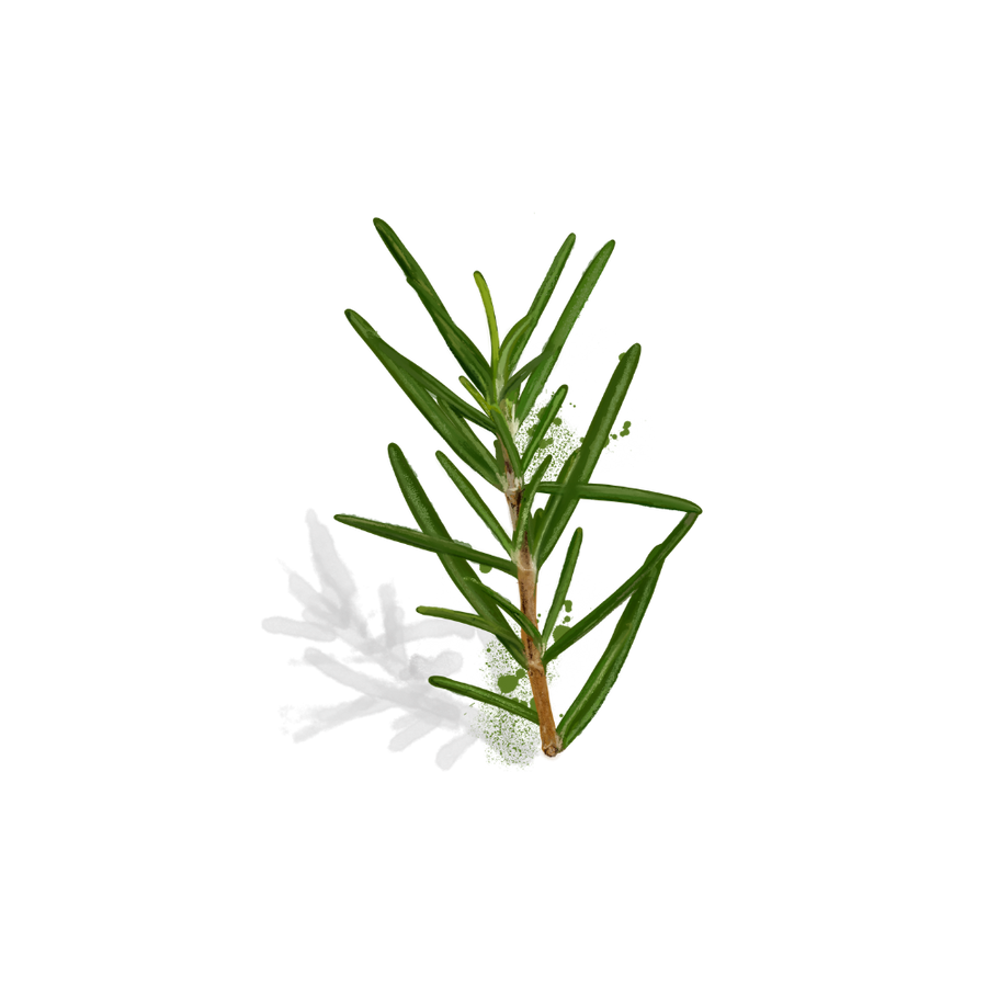 A single fresh rosemary sprig with green needles and a brown stem, isolated on a white background with a soft shadow.