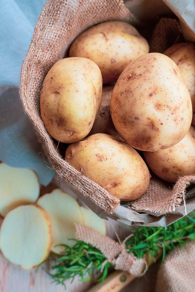 Sebago Potatoes