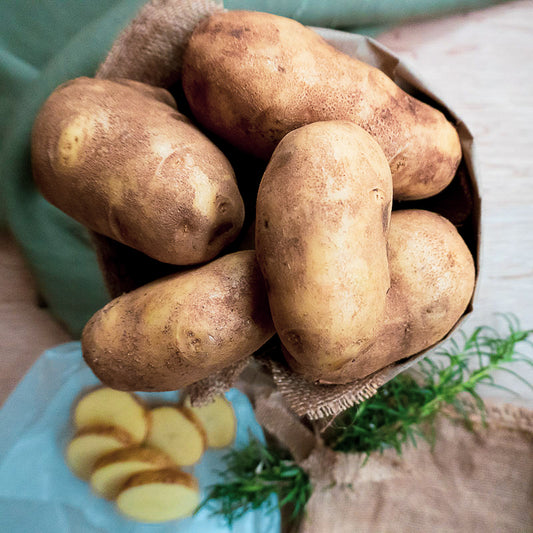 Warragul Innovator Potatoes