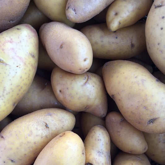 Peruvian Gold Potatoes